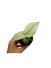 Amydrium Medium Silver Variegata