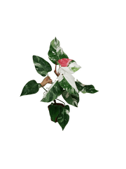 Philodendron White Princess Tricolor