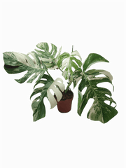 Monstera Variegata (zum aussuchen)