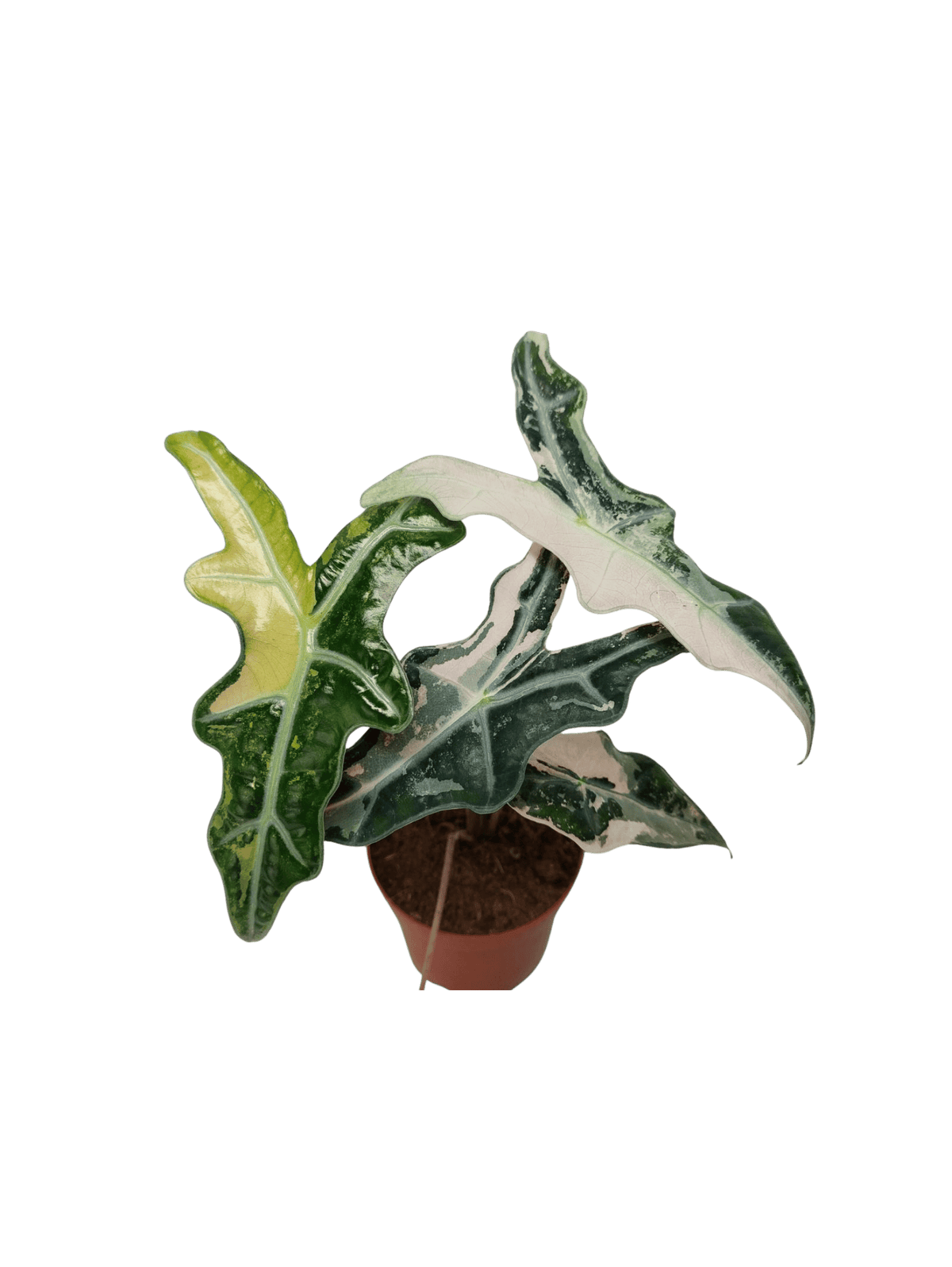Alocasia Nobilis Pink Variegata