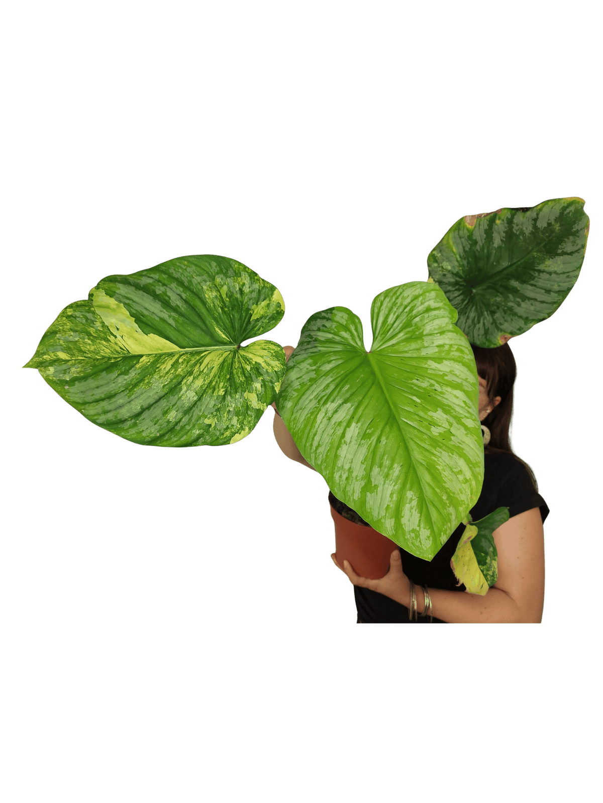 Philodendron Mamei Aurea Variegata