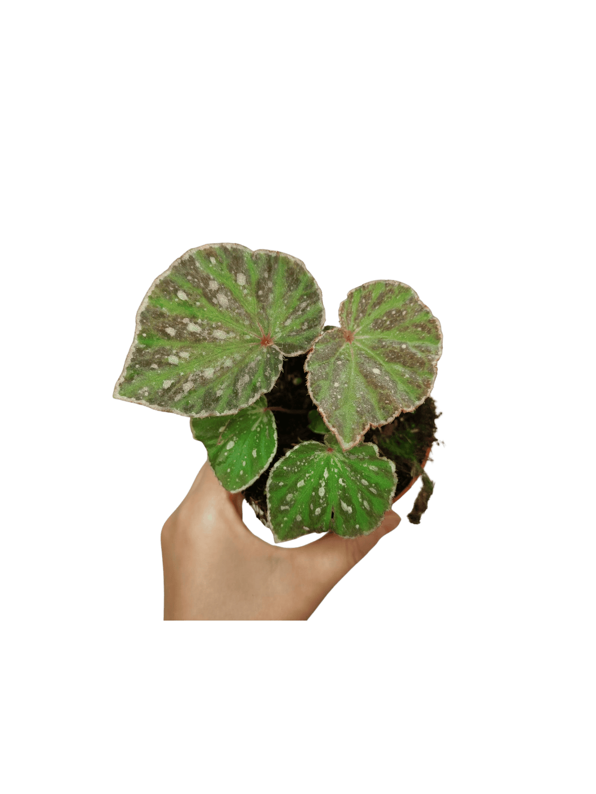 Begonia Snow Have