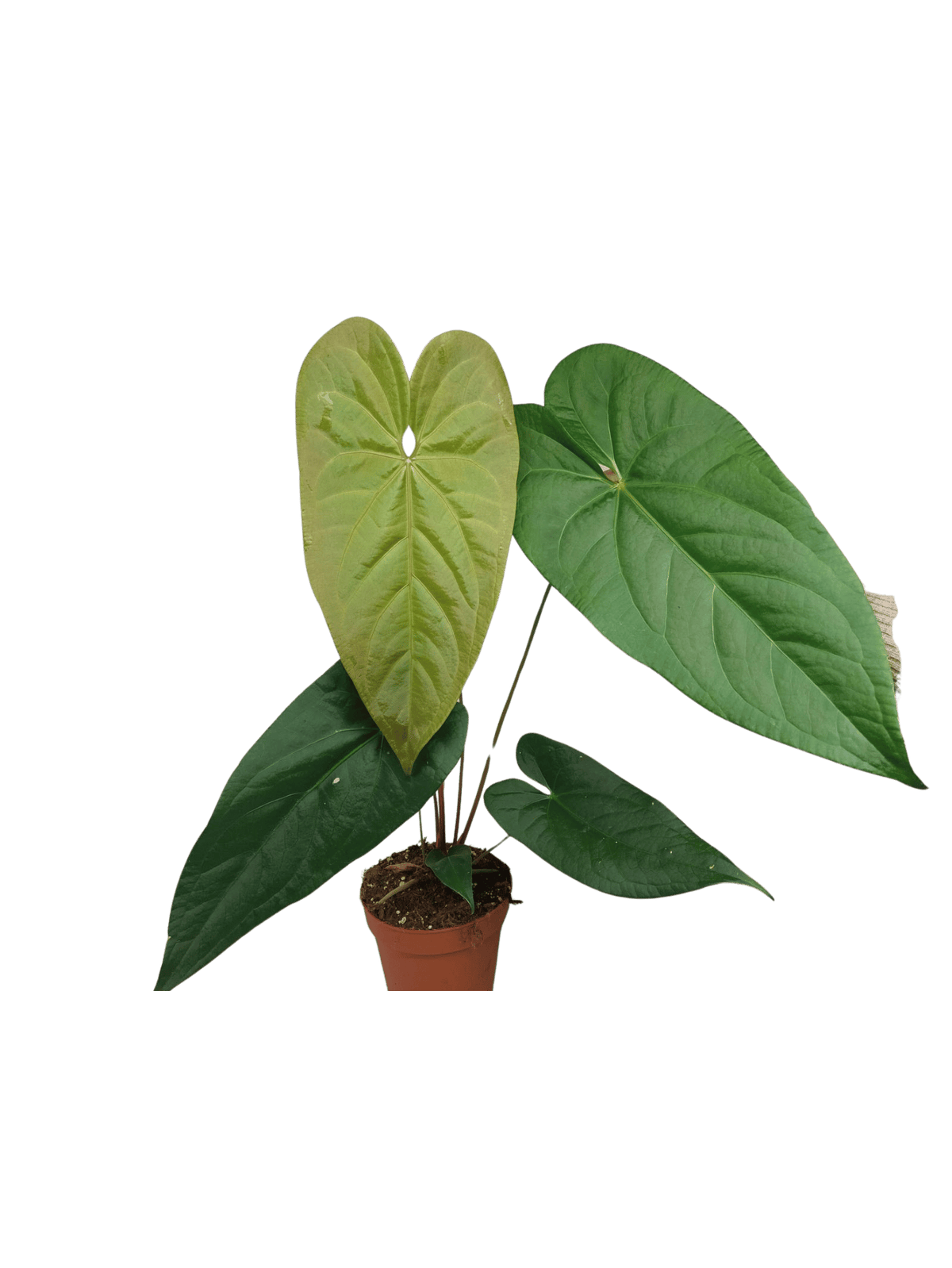 Anthurium Magnificum x Nigrolaminum Gigi