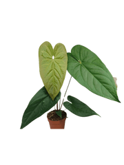 Anthurium Magnificum x Nigrolaminum Gigi