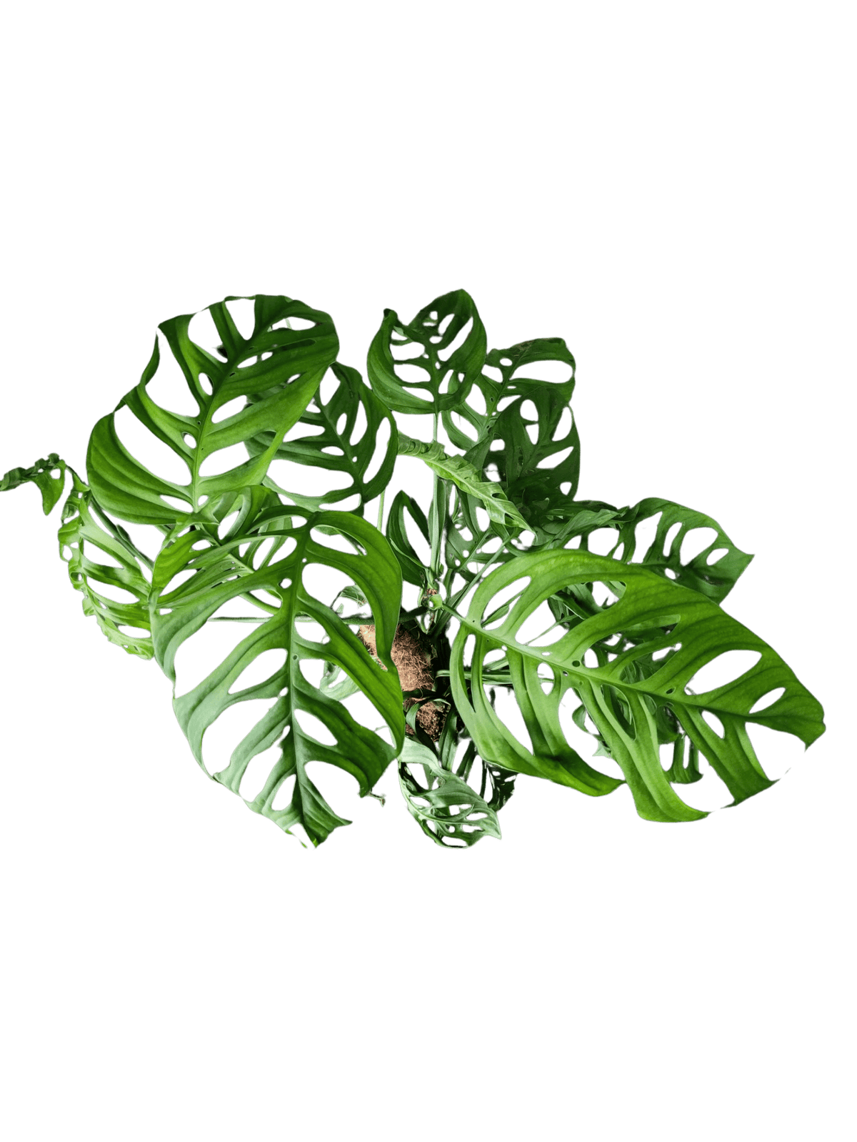 Monstera 'Esqueleto' Epipremnoides Adult