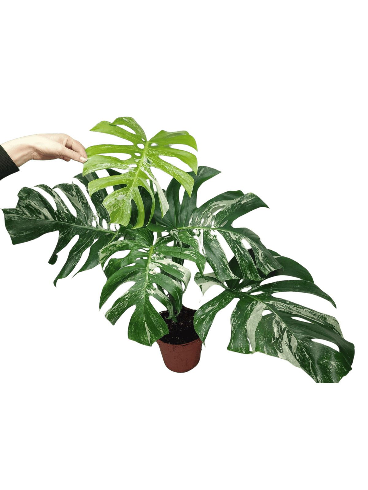 Monstera Variegata Adult