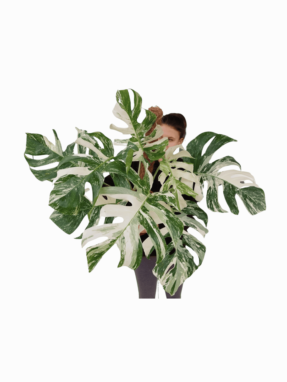 Monstera Variegata buschig