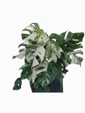 Monstera Variegata buschig