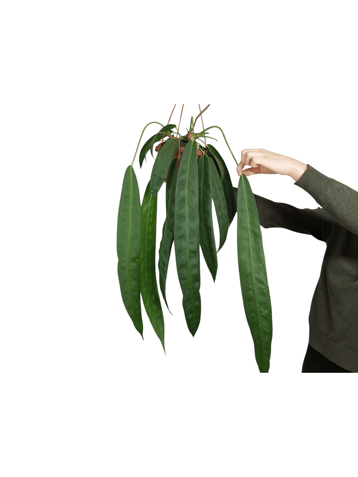 Anthurium Wendlingeri