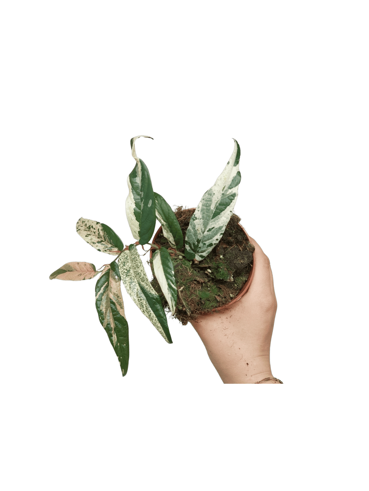 Ficus Sagittata Pink Variegata