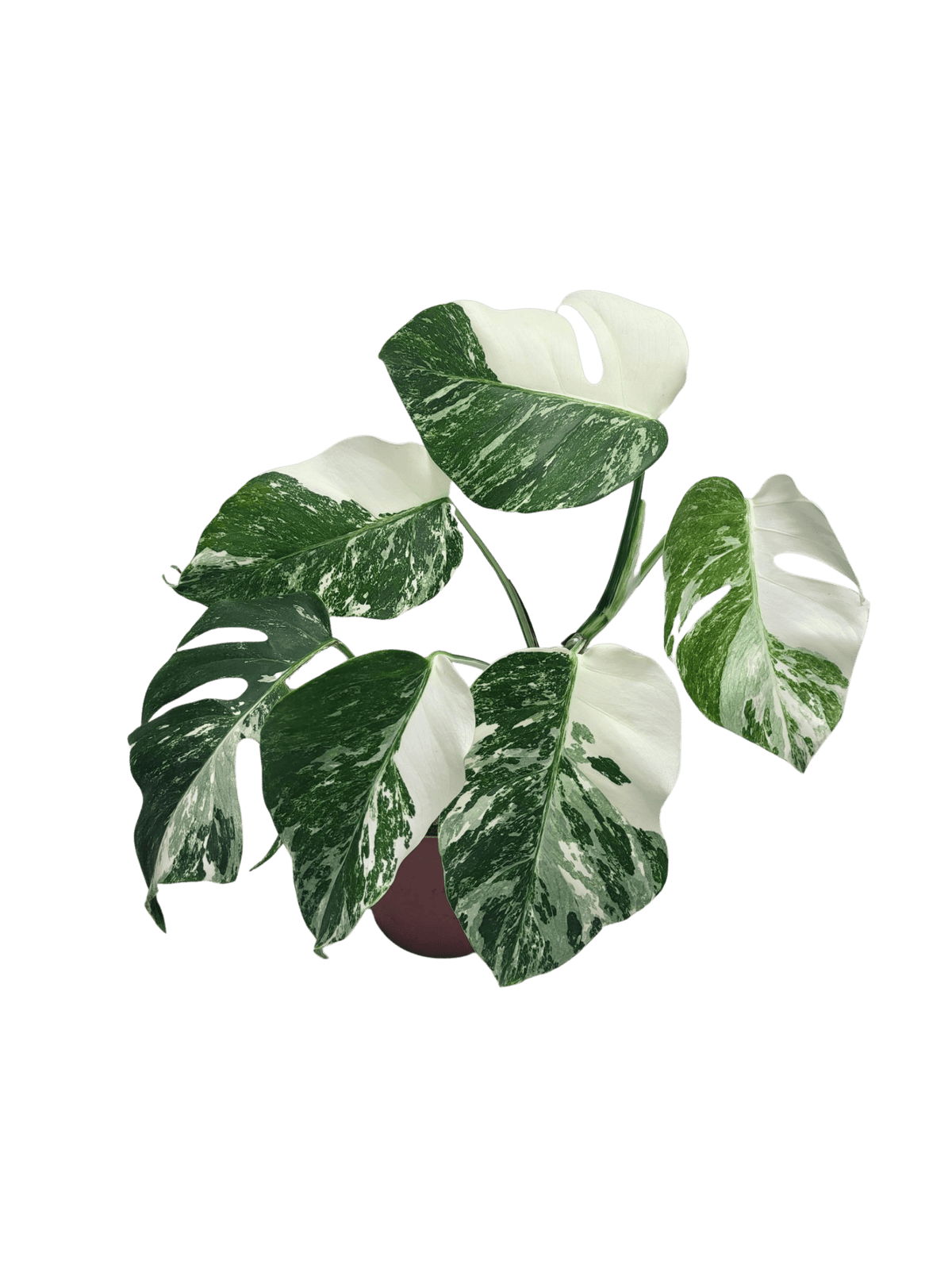 Monstera Variegata