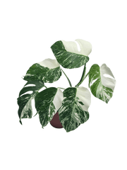 Monstera Variegata