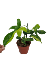 Philodendron Florida Beauty