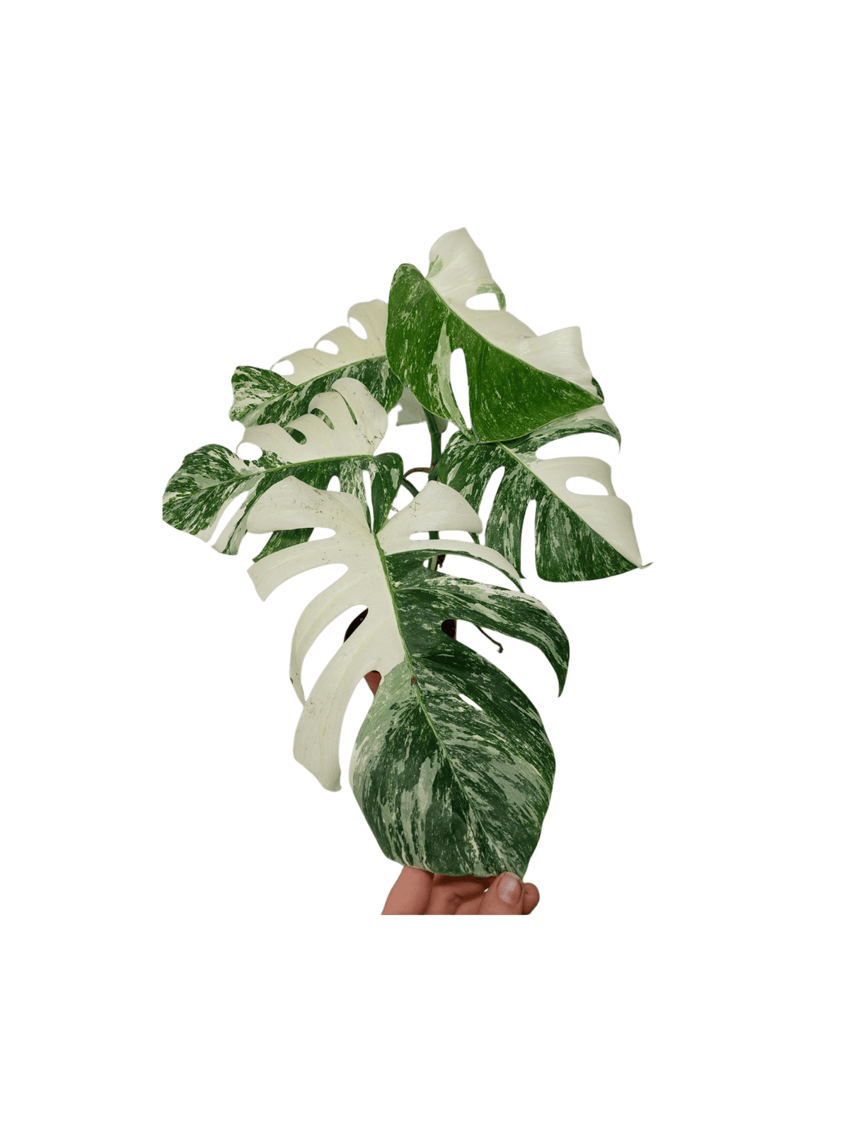 Monstera Variegata (zum aussuchen)