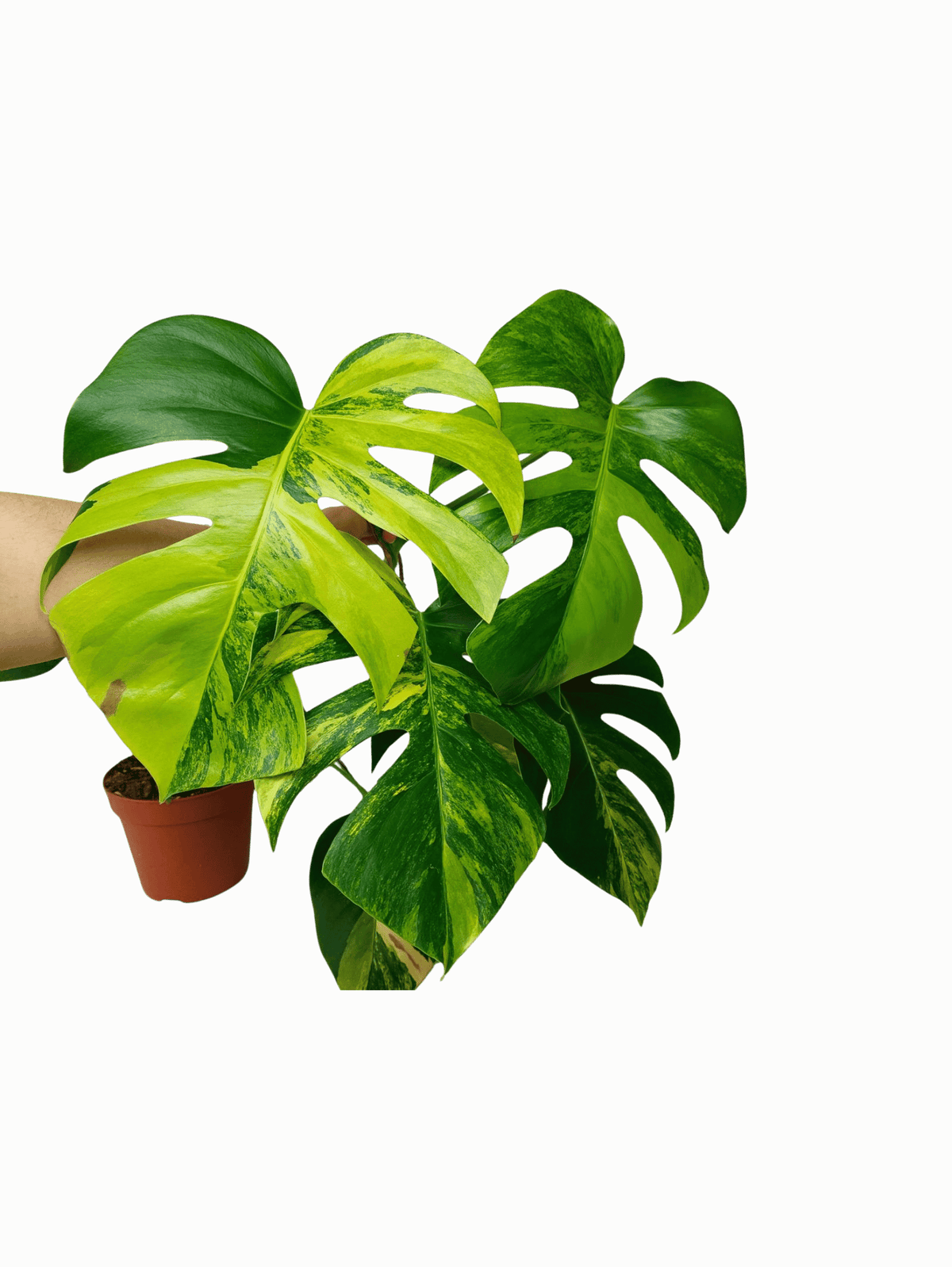 Monstera Aurea Stecklinge