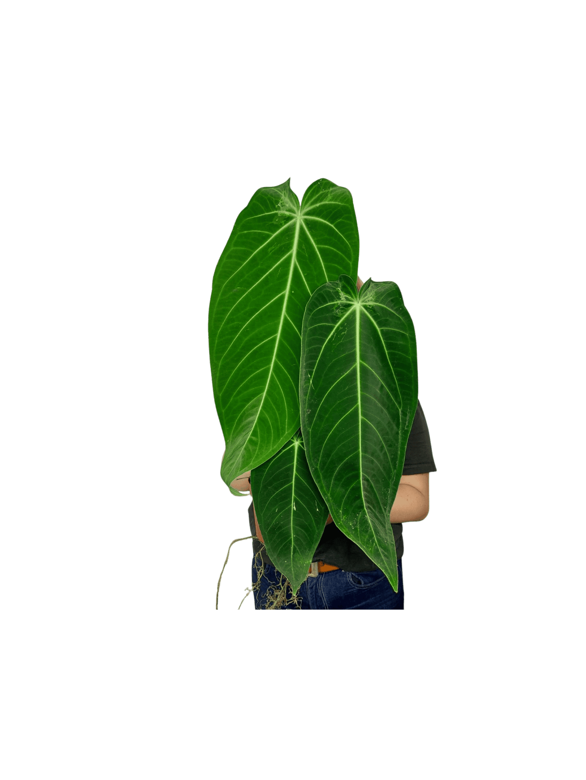 Anthurium Warocqueanum x Waterburyanum spontan panaschiert