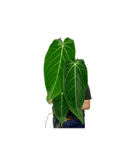 Anthurium Warocqueanum x Waterburyanum spontan panaschiert