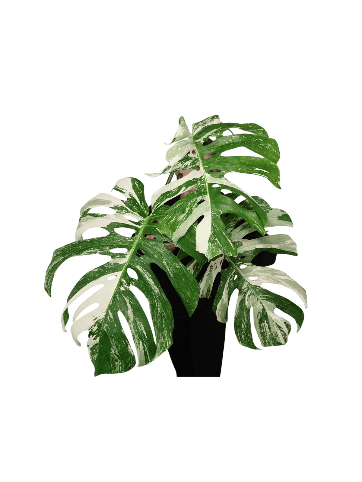 Monstera Variegata Adult