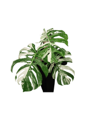 Monstera Variegata Adult