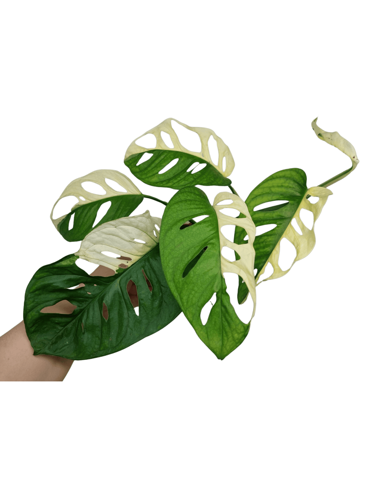 Monstera Adansonii Variegata