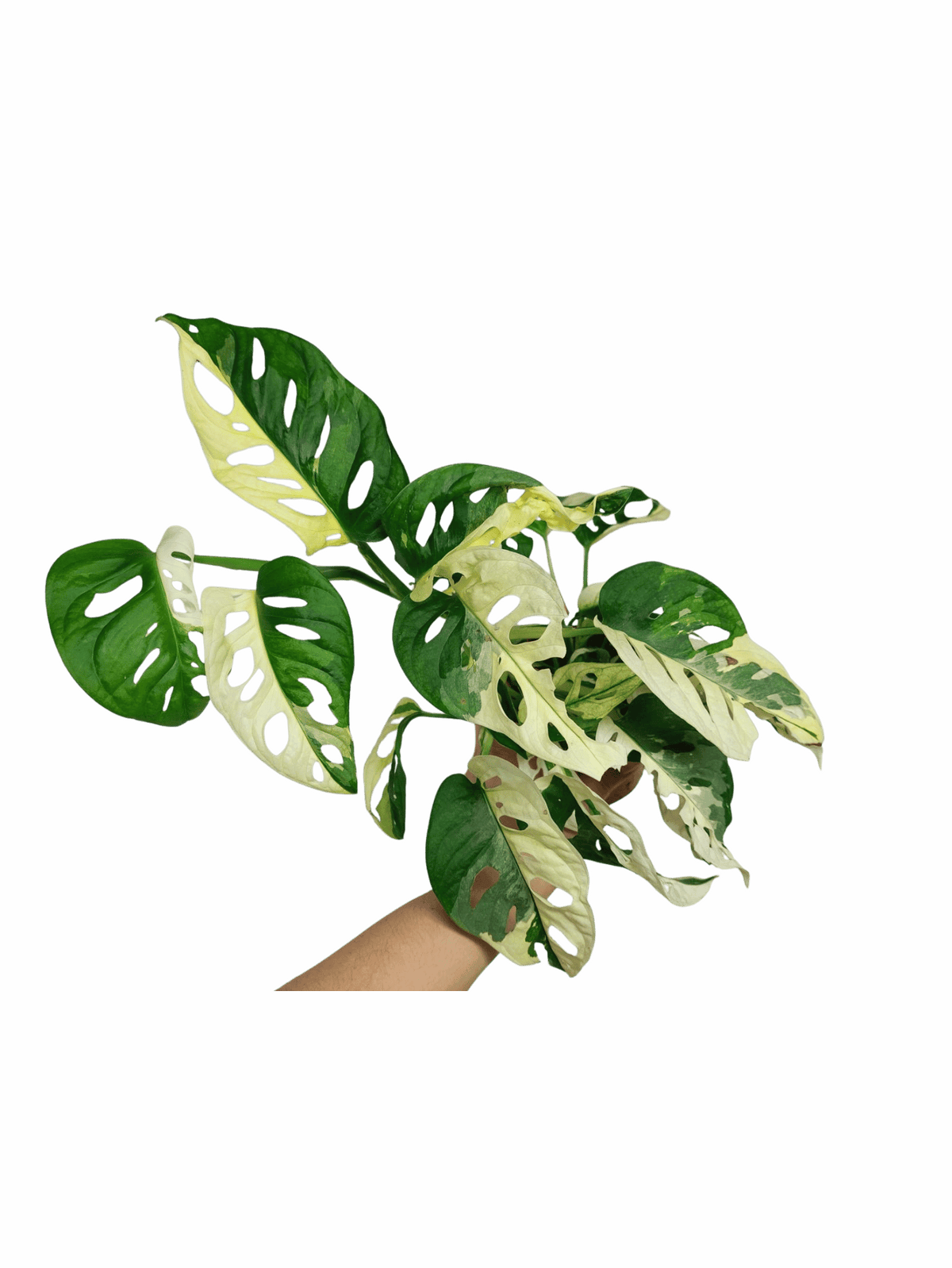 Monstera Adansonii Variegata