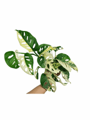 Monstera Adansonii Variegata