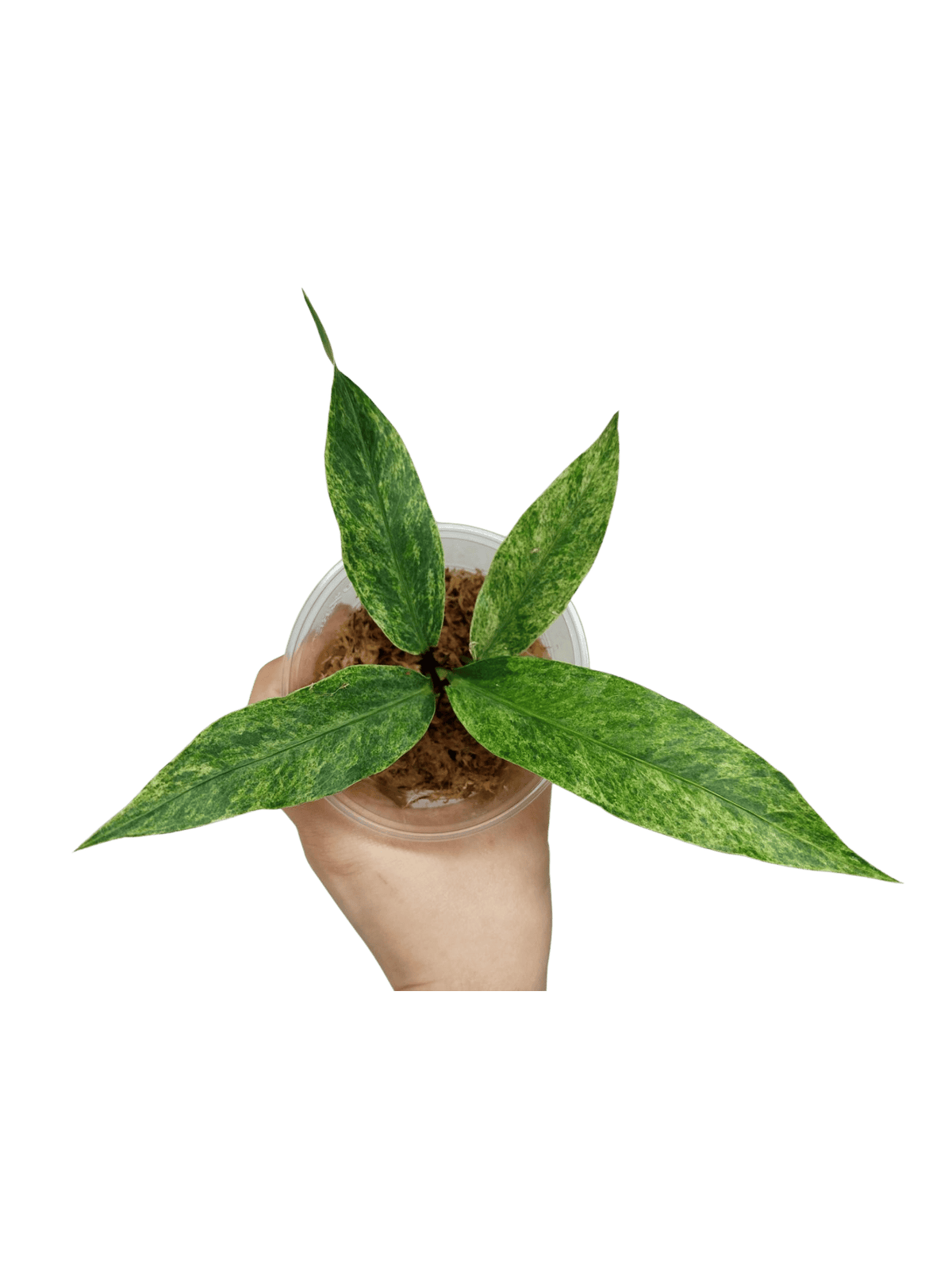Anthurium Hookerie Mint