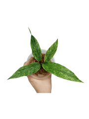 Anthurium Hookerie Mint