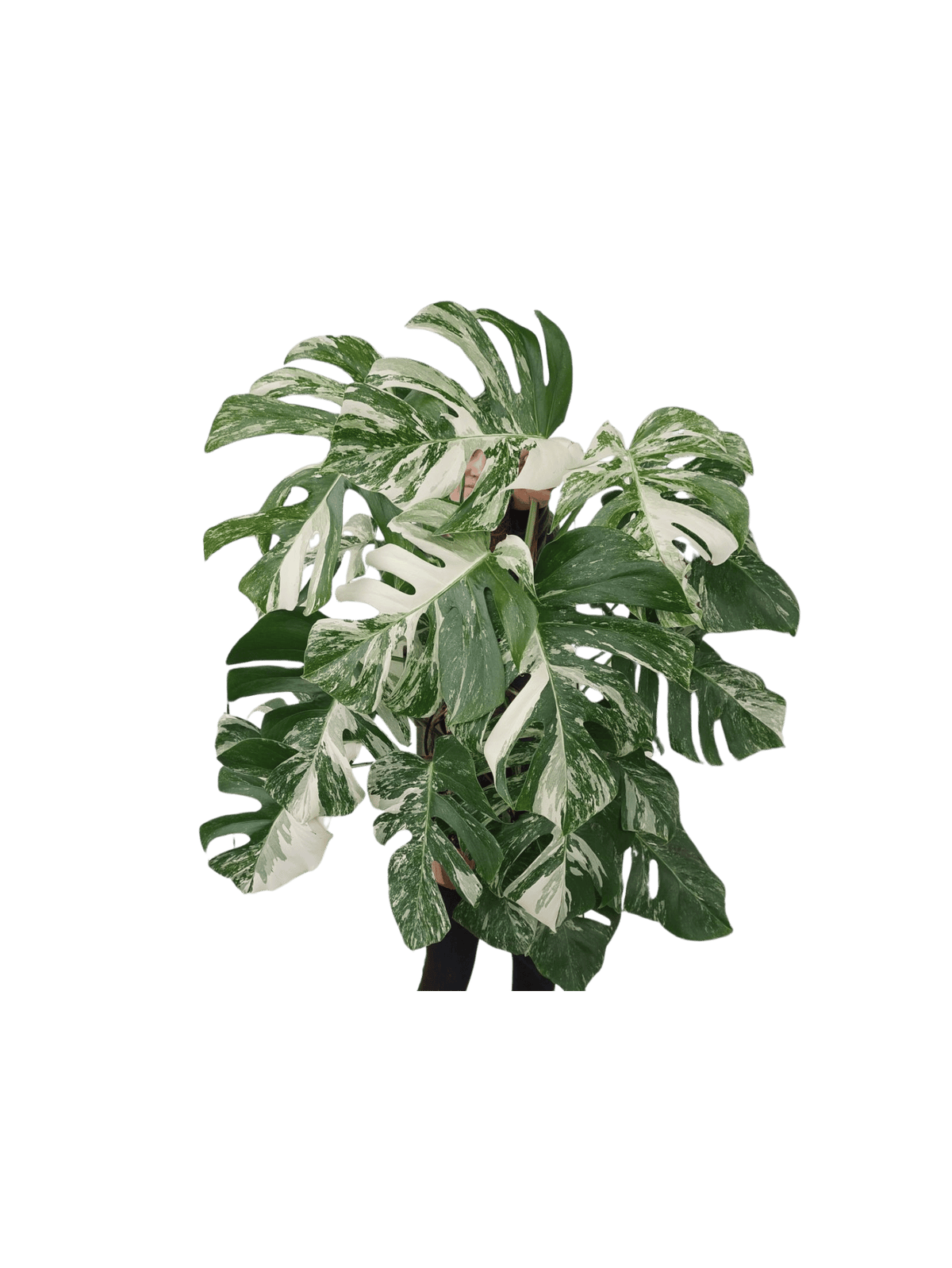 Monstera Variegata buschig