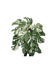 Monstera Variegata buschig