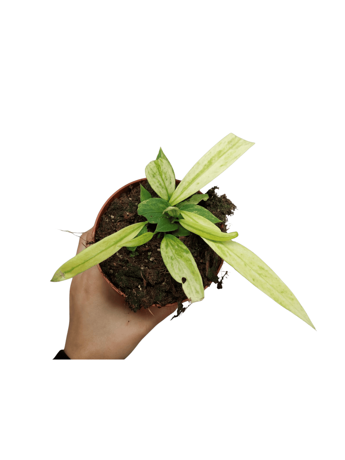 Anthurium Vittarifolium Variegata