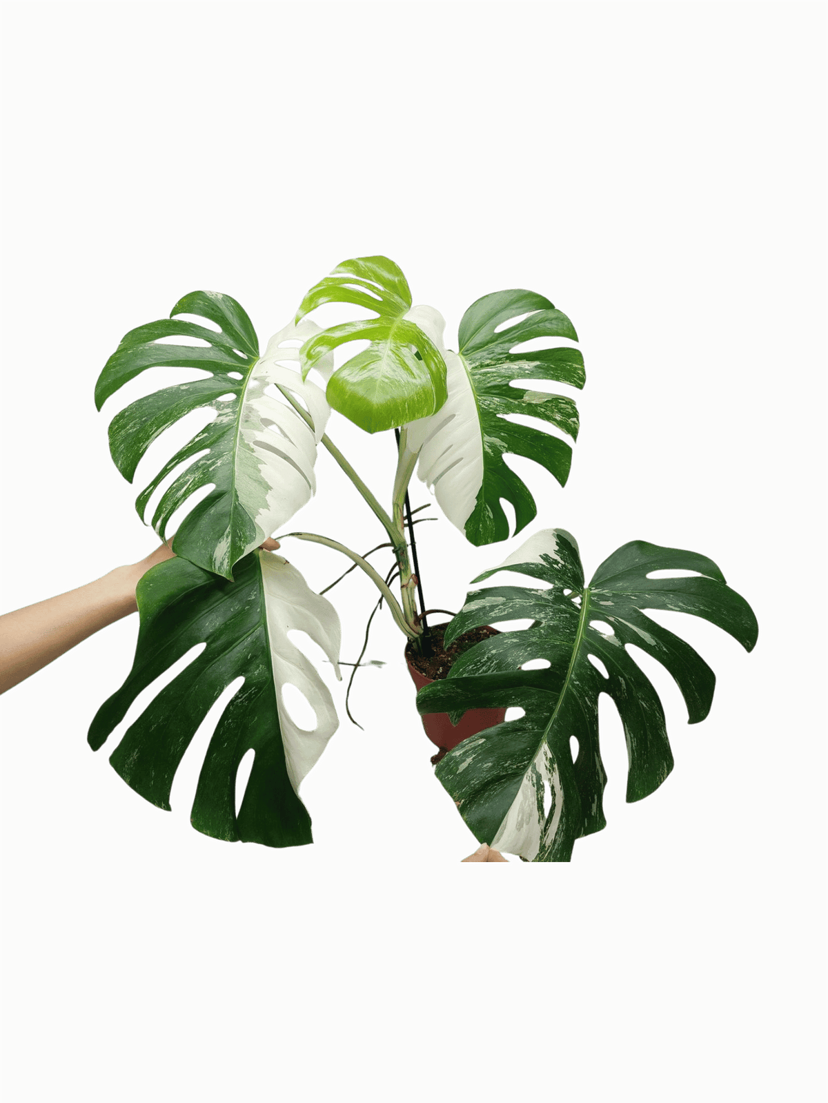 Monstera Variegata Adult