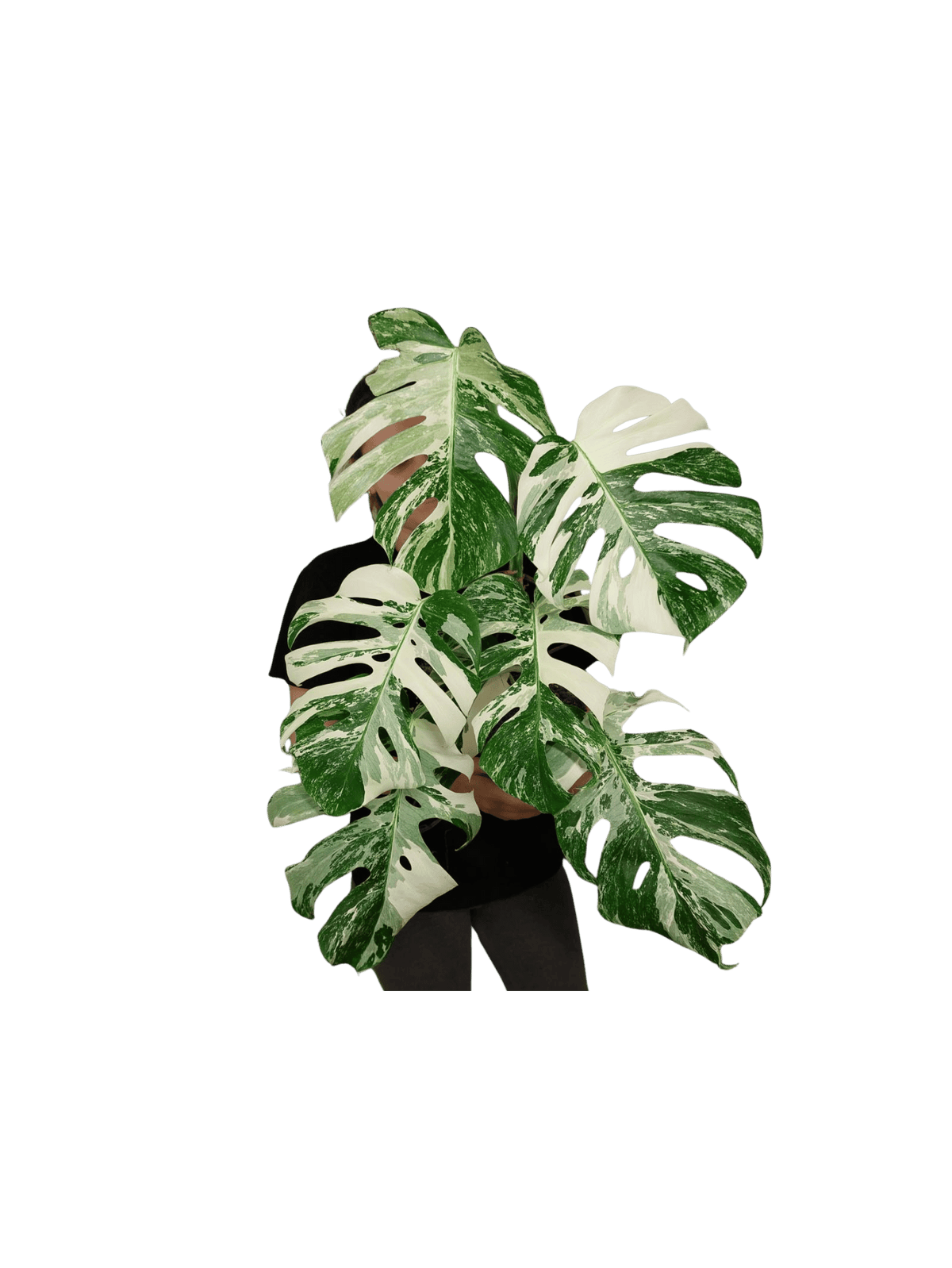 Monstera Variegata (zum aussuchen)