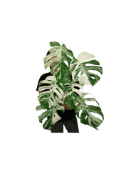 Monstera Variegata (zum aussuchen)