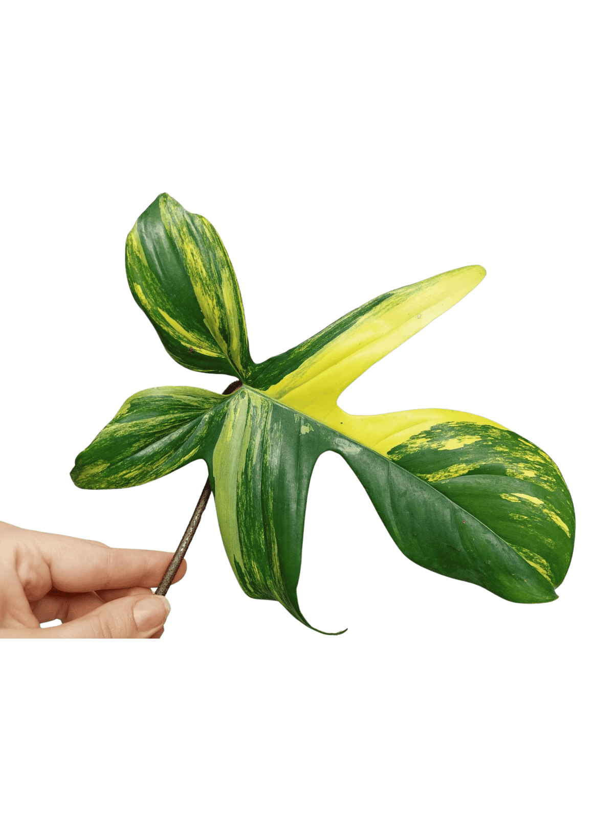 Philodendron Florida Beauty Steckling