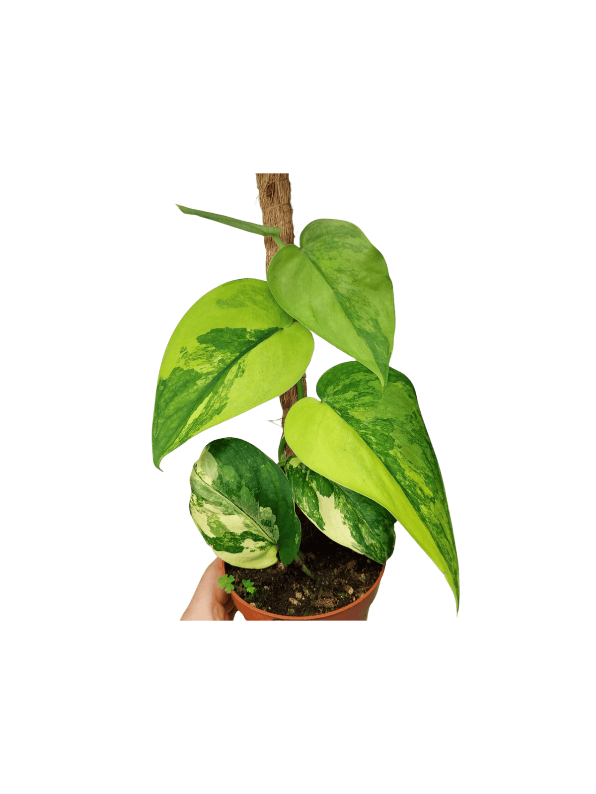 Scindapsus Jade Satin Aurea