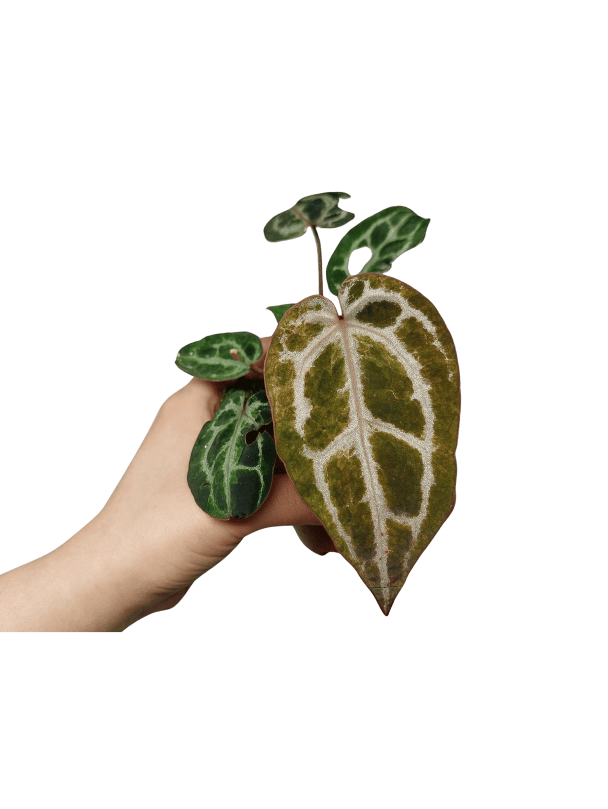 Anthurium Red Crystallinum Variegata