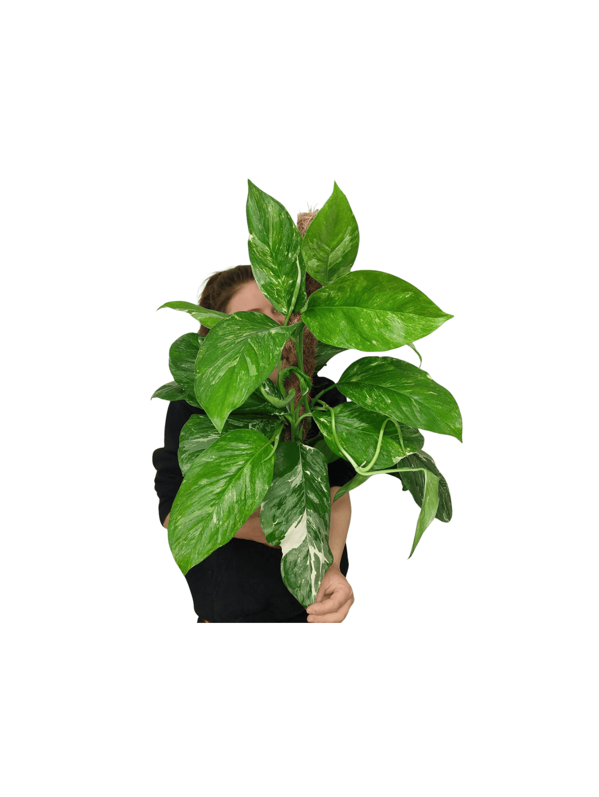 Monstera Lechleriana Variegata