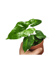 Alocasia Batwing Green on Green Variegata