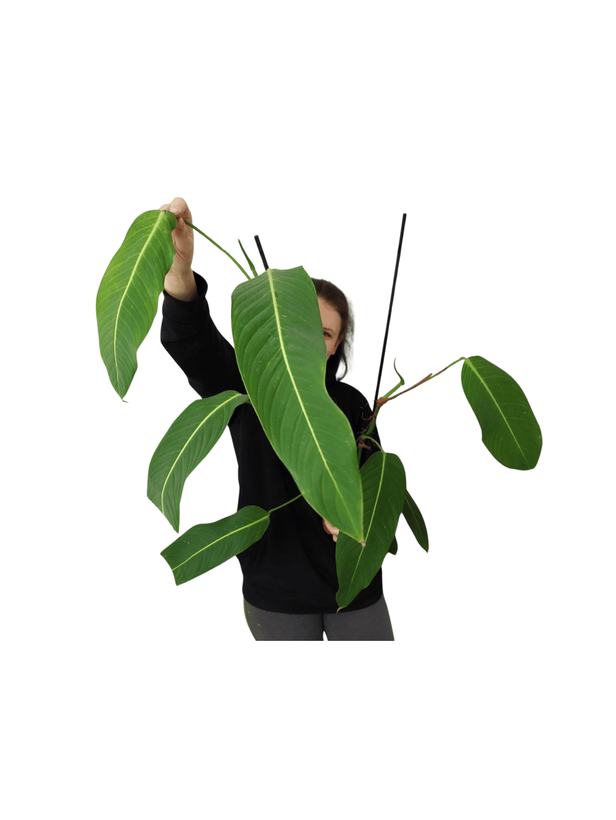 Philodendron Heterocraspedon