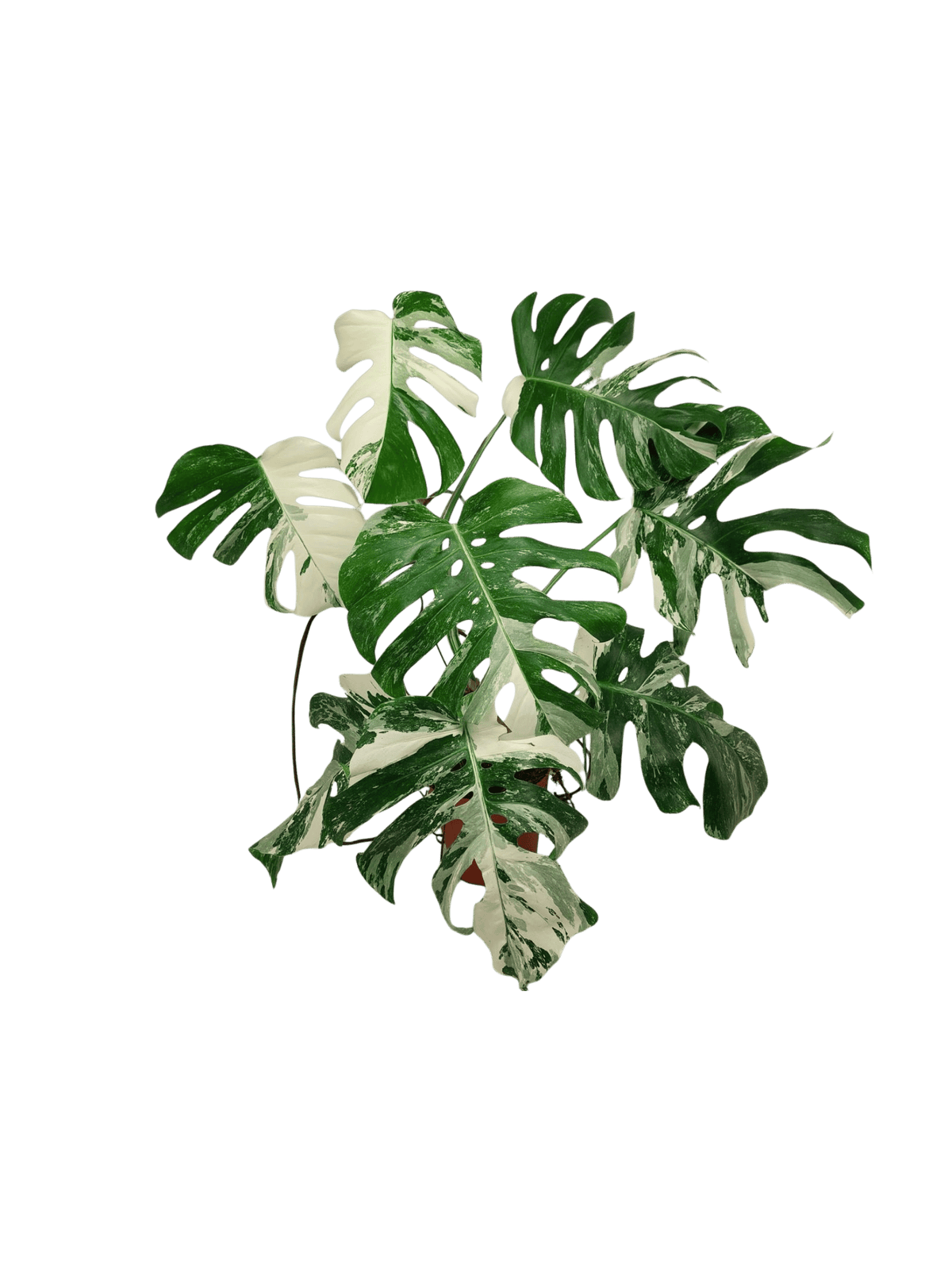 Monstera Variegata (zum aussuchen)