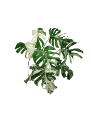 Monstera Variegata (zum aussuchen)