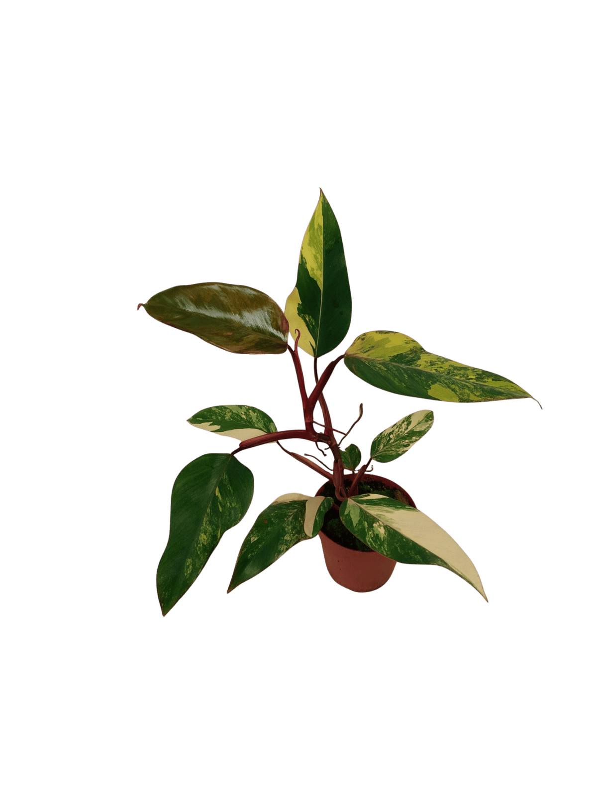 Philodendron Strawberry Shake