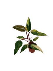 Philodendron Strawberry Shake