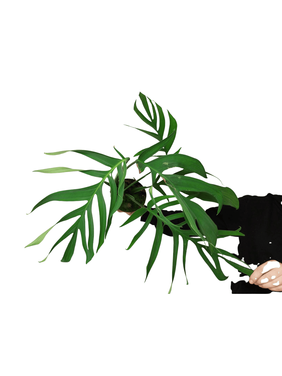 Monstera Croatii