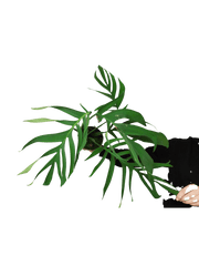 Monstera Croatii