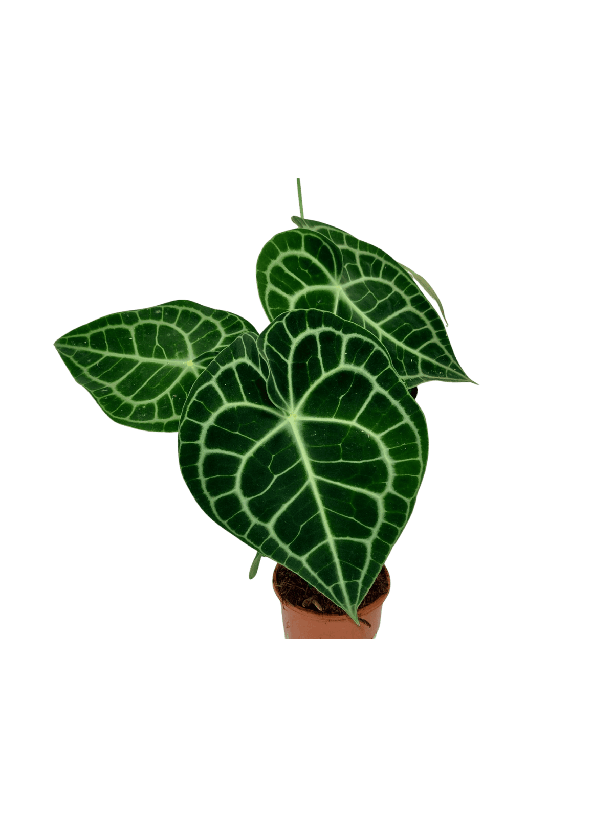 Anthurium Clarinervium