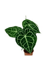 Anthurium Clarinervium