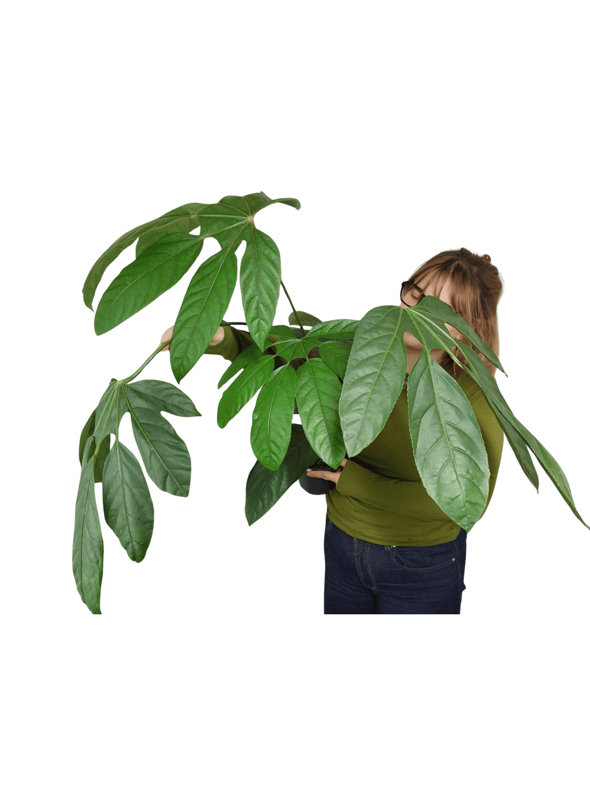 Trevesia Burckii