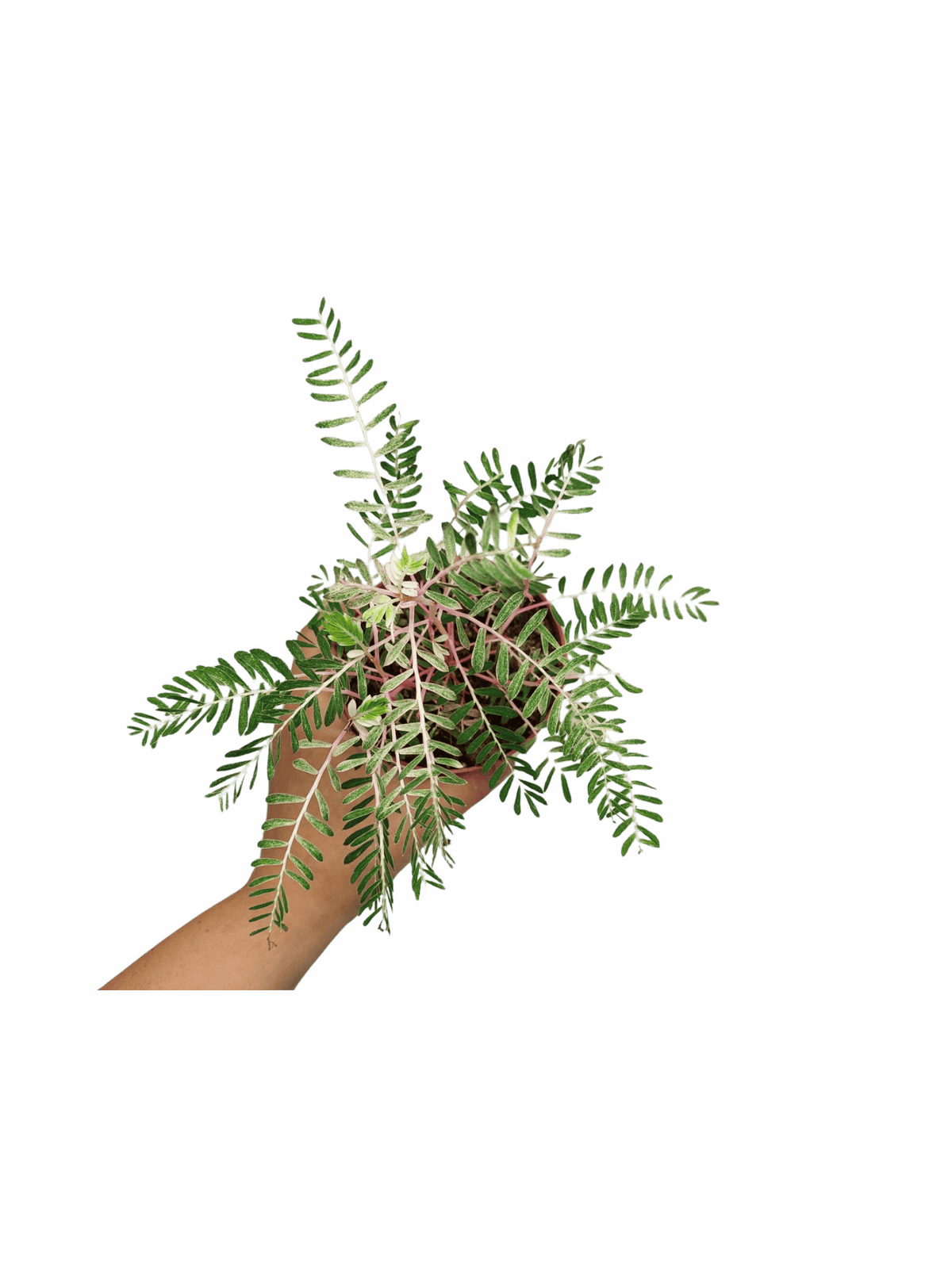Phyllanthus Urinaria Variegata